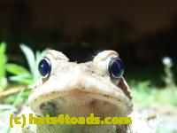 /home//u458753944/public_html/sourcegallery//Roxborough Toad Detour/2022/2022-04-26/P4261104.JPG